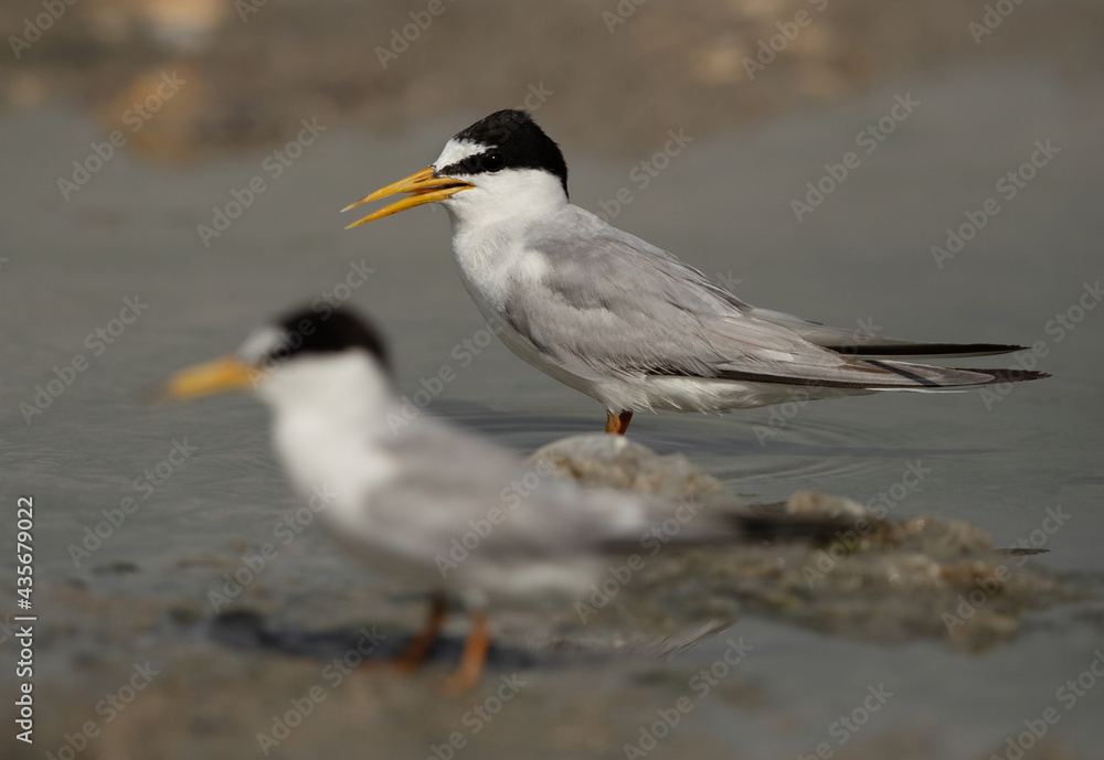 Selective focus on the back Juvenile Little Tern at Asker marsh, Bahrain Selective focus on the back Juvenile Little Tern at Asker marsh, Bahrain