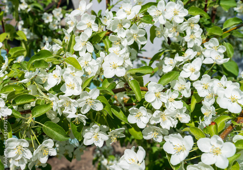 The spring blooming apple tree