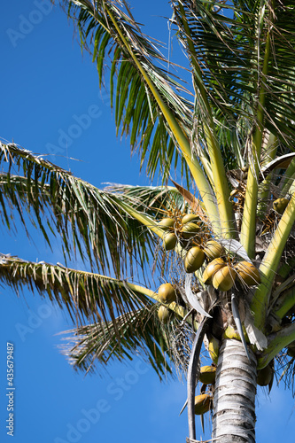 Coconut palm tree with coconuts