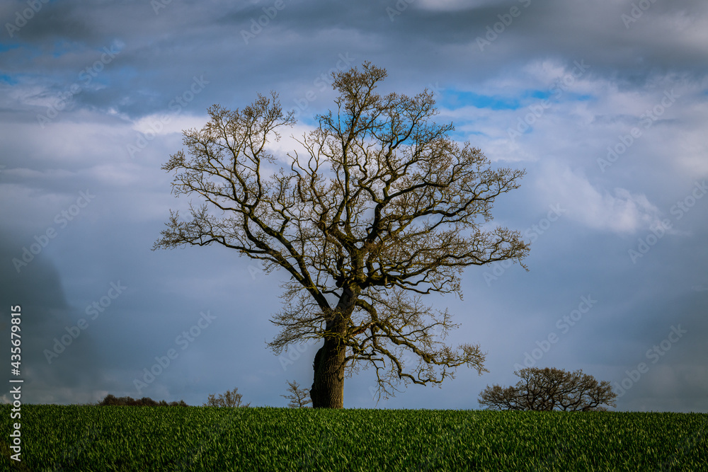 Frühling in Schleswig Holstein