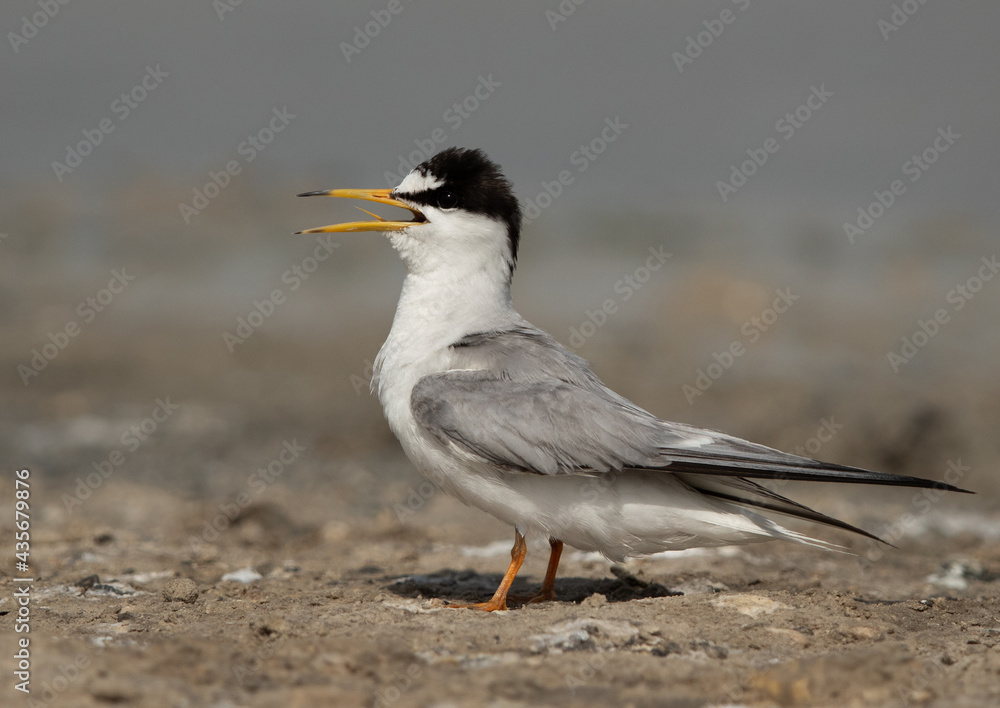 Juvenile Little Tern calling for food at Asker marsh, Bahrain Juvenile Little Tern calling for food at Asker marsh, Bahrain