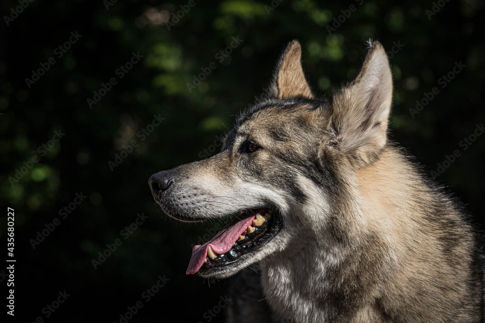 Pet Husky Wolf Cross in Silhouette