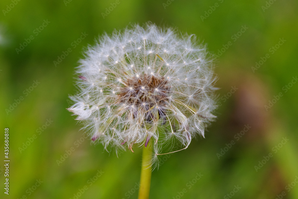 Fototapeta premium A single dandelion clock in its post flowering state