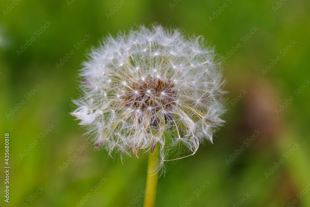 A single dandelion clock in its post flowering state