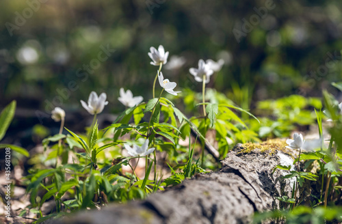 Anemonoides nemorosa (syn. Anemone nemorosa) also wood anemone, windflower, thimbleweed or smell fox flowers growing in the forest at spring