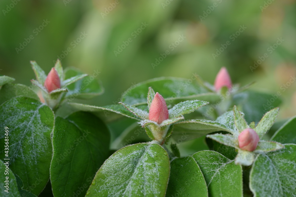 Quince pink buds in dew, Cydonia oblonga buds and leaves on water drops. Quince pink buds in dew, Cydonia oblonga buds and leaves on water drops.