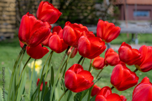 A closeup picture of red tulip flowers in a garden. Blurry bushes and blue sky in the background