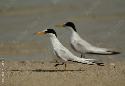 A pair of a Saunders’s tern at Busiateen coast, Bahrain