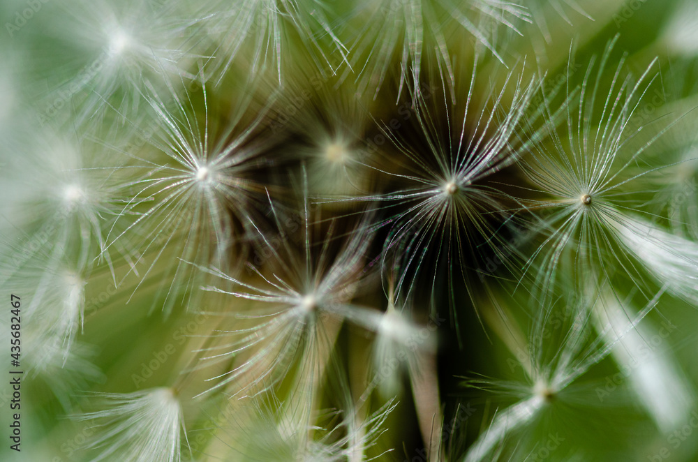 dandelion seed head dandelion seed head