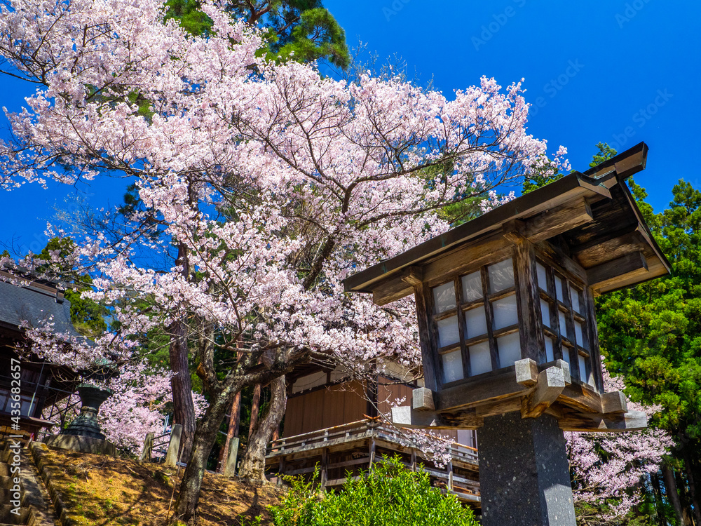 Old wooden lantern and Cherry blossoms in full bloom in a shrine (Hanitsu shrine, Inawashiro, Fukushima, Japan) Old wooden lantern and Cherry blossoms in full bloom in a shrine (Hanitsu shrine, Inawashiro, Fukushima, Japan)
