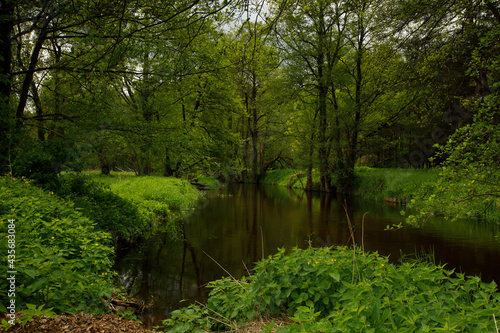 pond in the park