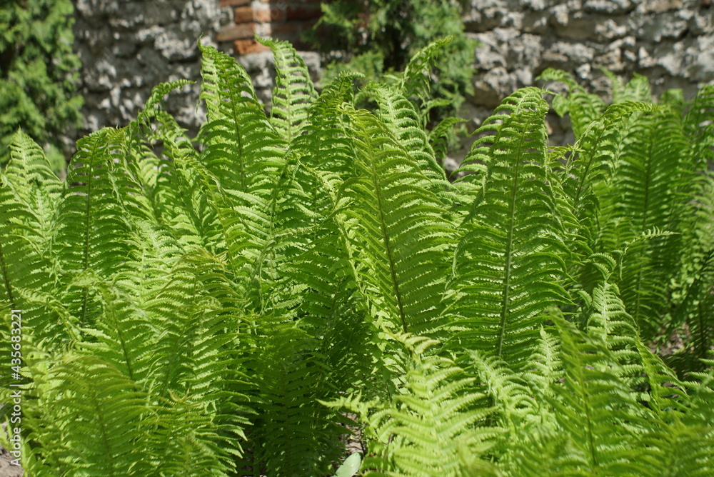 beautiful fern on the flowerbed beautiful fern on the flowerbed