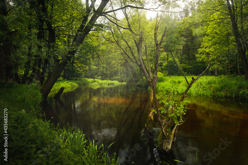 Fototapeta Naklejka Na Ścianę i Meble -  river in the forest