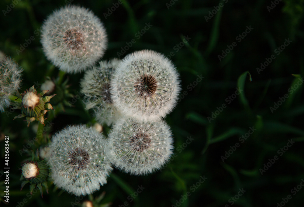 Light air dandelions at sunset on a blurred dark background Light air dandelions at sunset on a blurred dark background