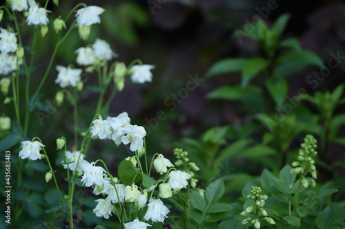 White columbine blooming. White flowers garden.