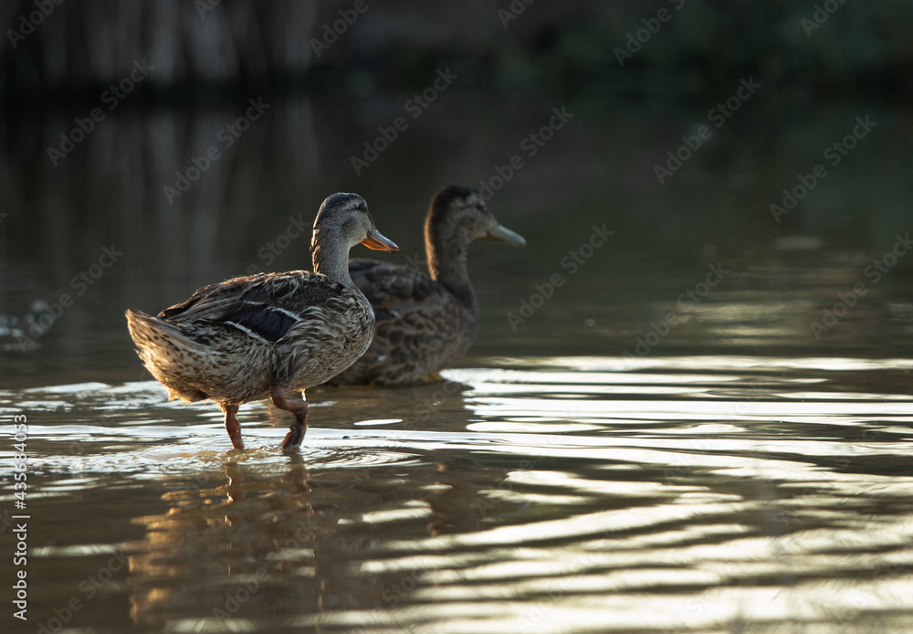 A pair of Garganey at Asker marsh, Bahrain A pair of Garganey at Asker marsh, Bahrain