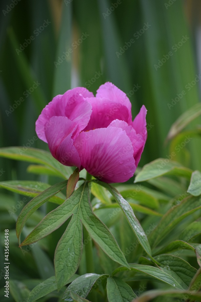 Fototapeta premium Peony