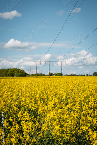Electricity poles runs through a big farm field of blooming yellow rapeseed canola in flat farmlands of Sk  ne Sweden