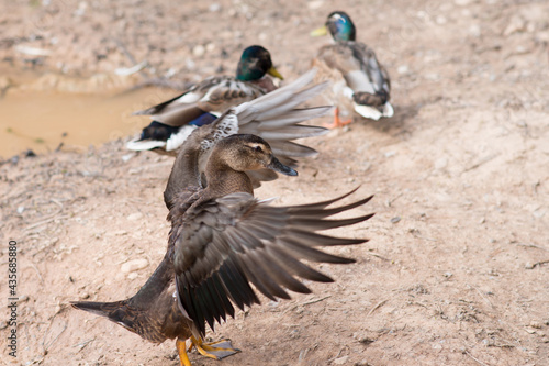 Close up of a mallard duck moving its wings.Two more ducks in the background near a pond.