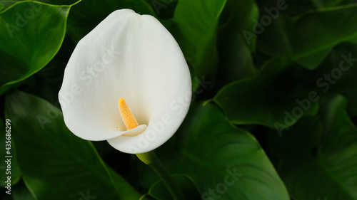 Fototapeta Naklejka Na Ścianę i Meble -  Il fiore di una calla in un giardino.