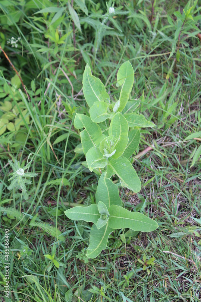 grass in the garden