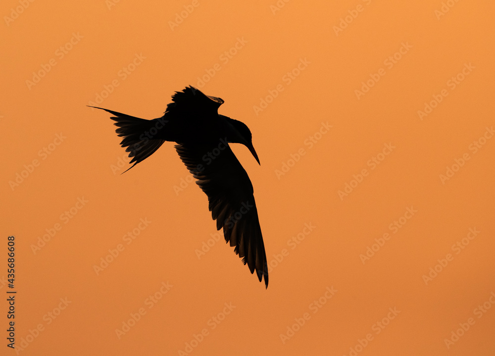 Fototapeta premium Silhouette of White-winged tern flying at Asker marsh, Bahrain
