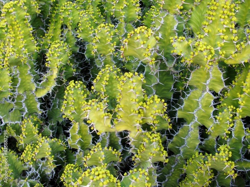 Euphorbia resinifera cactus with flowers closeup photo