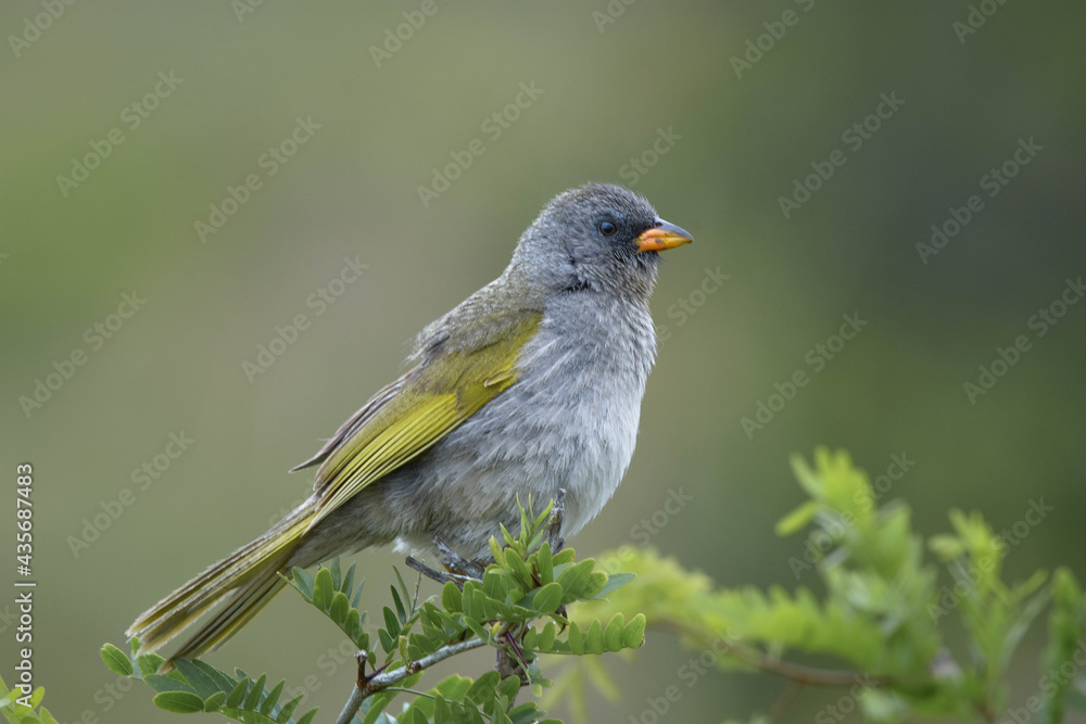 AVE POSADAave, naturaleza, fauna, animal, mirlo, inhospitalario, petirrojo, pico, negro, sucursal, común, verde, ave, emplumar, árbol, huerta, aviar, emplumar, alas, blanco, gorrión, miniatura AVE POSADAave, naturaleza, fauna, animal, mirlo, inhospitalario, petirrojo, pico, negro, sucursal, común, verde, ave, emplumar, árbol, huerta, aviar, emplumar, alas, blanco, gorrión, miniatura