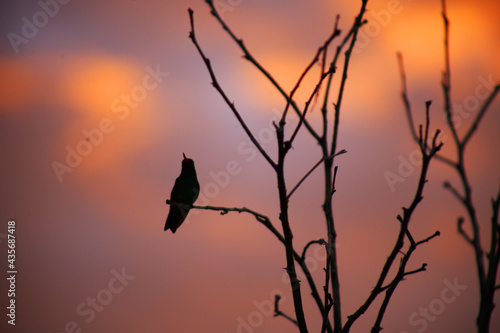 Contrasting bird with sunset 