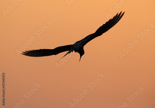 Silhouette of White-cheeked Tern at Asker marsh during sunset  Bahrain