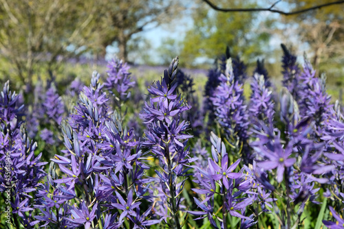 Camassia quamash 'blue melody' in flower photo