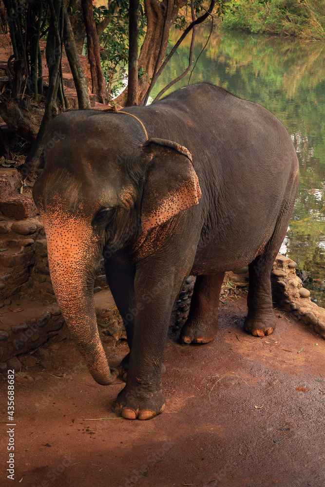 Fototapeta premium A standing elephant in a national park, Goa 