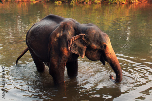 An elephant is standing in a river in national park, Goa 