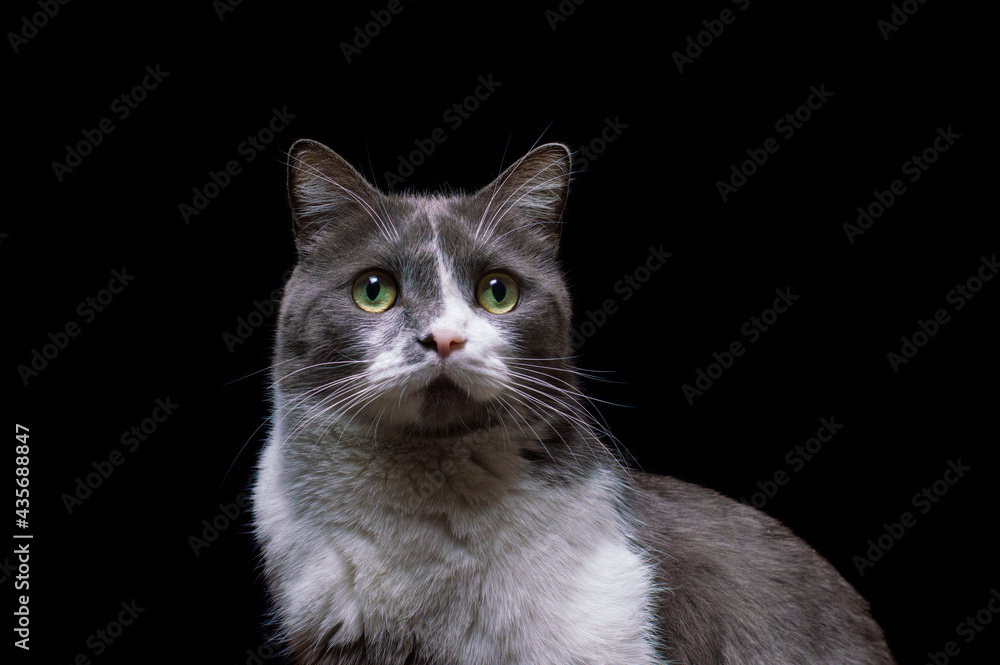 gray-white cat on a black background