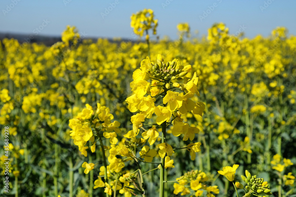 Rapeseed flowers in bloom on a sunny day