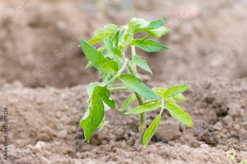 tomato seedlings growing in the soil at greenhouse