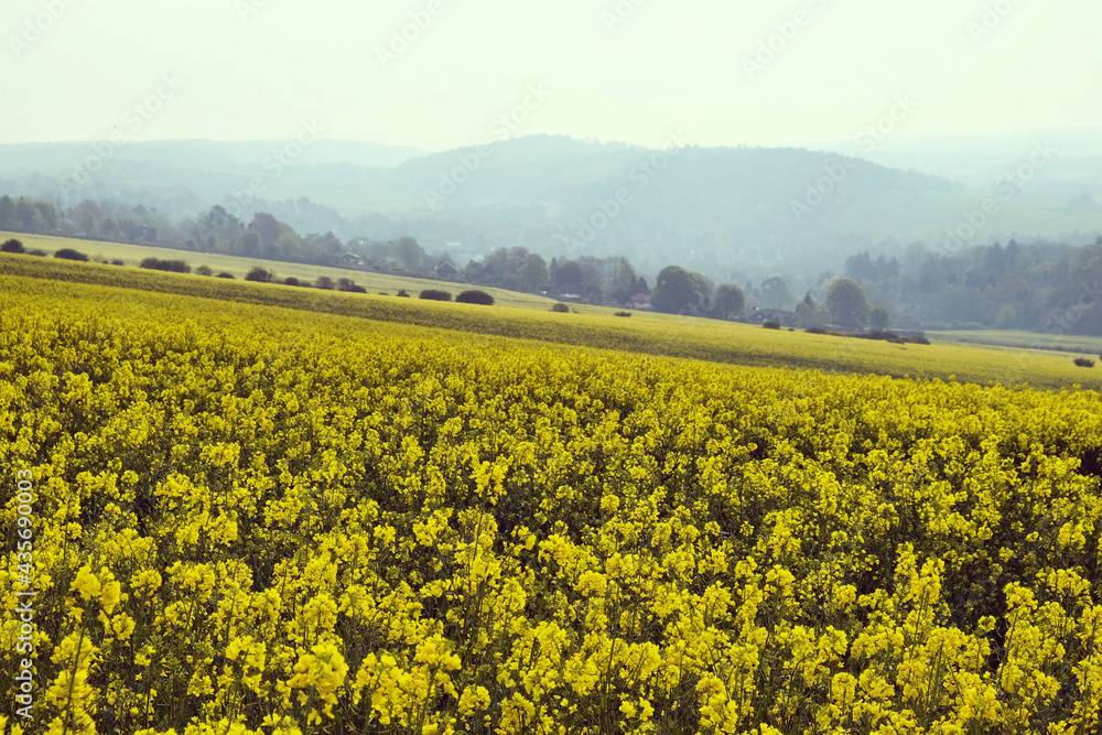 Rapeseed flowers in bloom on a sunny day