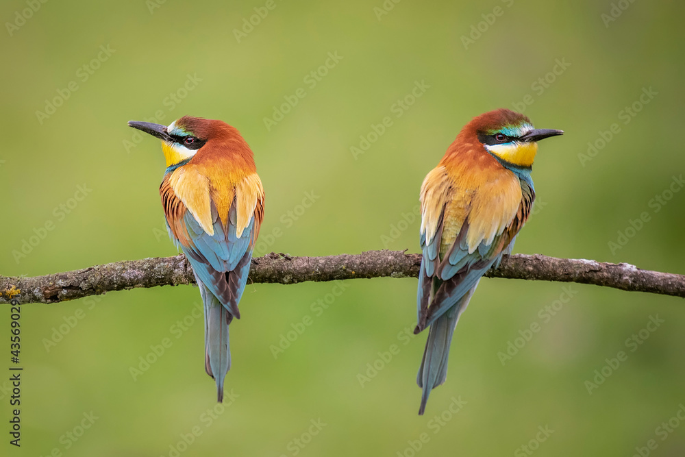 Bee-eaters flying in spring, green and defocused background Bee-eaters flying in spring, green and defocused background