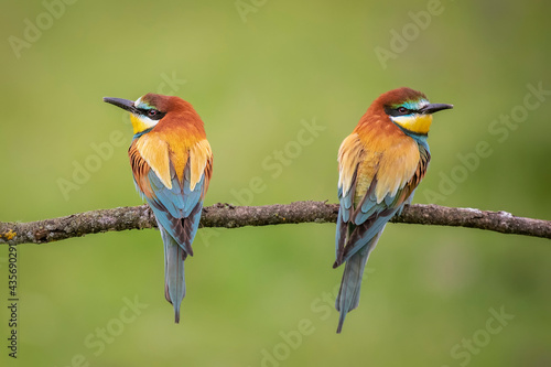 Bee-eaters flying in spring, green and defocused background