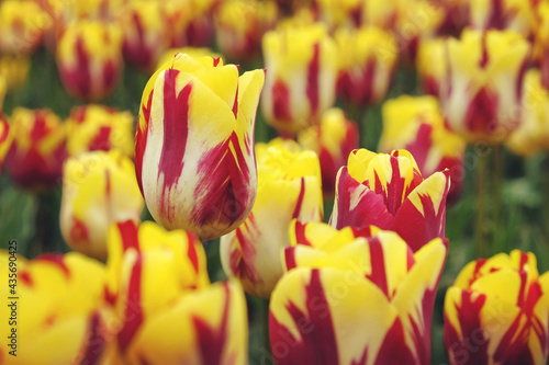 Rembrandt single tulip 'Helmar' in flower photo