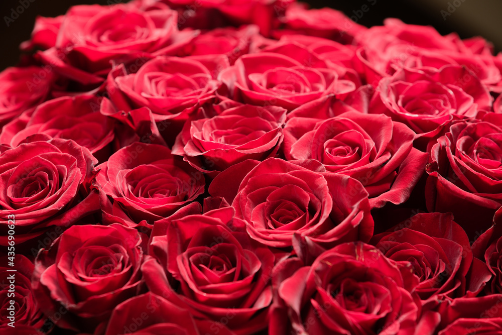 Natural background of dark red beautiful rose buds Natural background of dark red beautiful rose buds