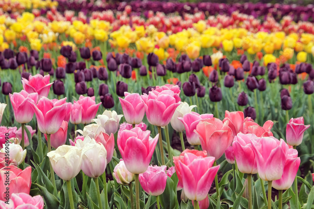 Pink and white triumph tulips 'innuendo' in flower Pink and white triumph tulips 'innuendo' in flower