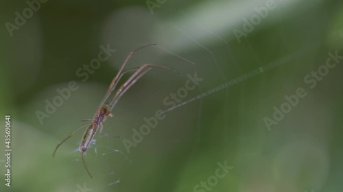Wallpaper Mural Spider feeding over the spiderweb with text space Torontodigital.ca