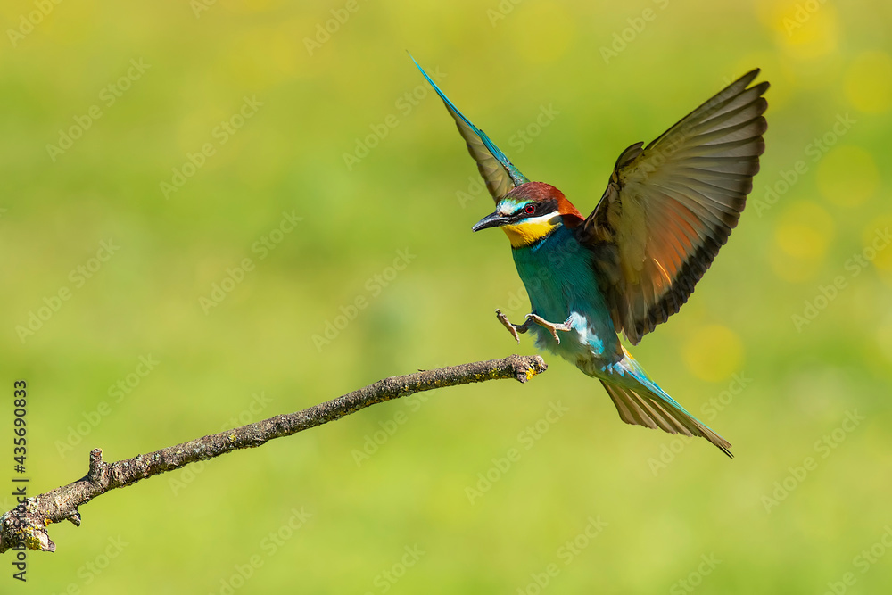 Bee-eaters flying in spring, green and defocused background