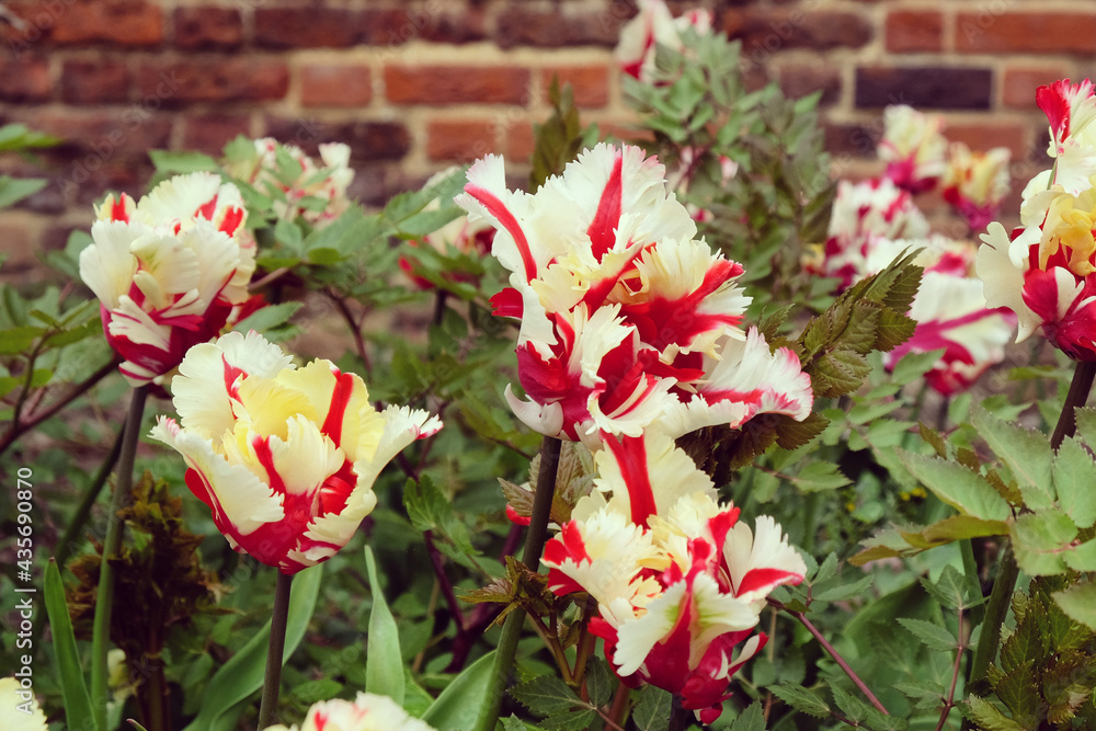 Naklejka premium White and red feathered tulip 'Flaming Parrot' in flower