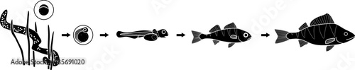 Silhouette of fish life cycle. Sequence of stages of development of perch (Perca fluviatilis) freshwater fish from egg to adult animal