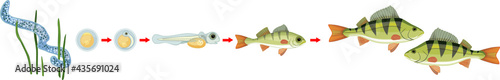 Fish life cycle. Sequence of stages of development of perch (Perca fluviatilis) freshwater fish from egg to adult animal