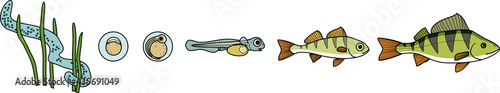 Fish life cycle. Sequence of stages of development of perch (Perca fluviatilis) freshwater fish from egg to adult animal