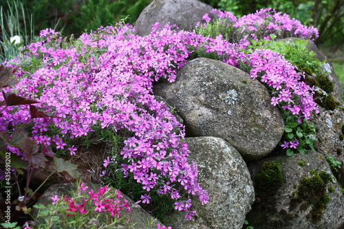 Near a large stones and other plants the phlox subulata grows and blossoms in pink flowers.