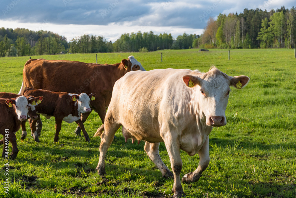 Vasteras, Sweden Cows in a green field.